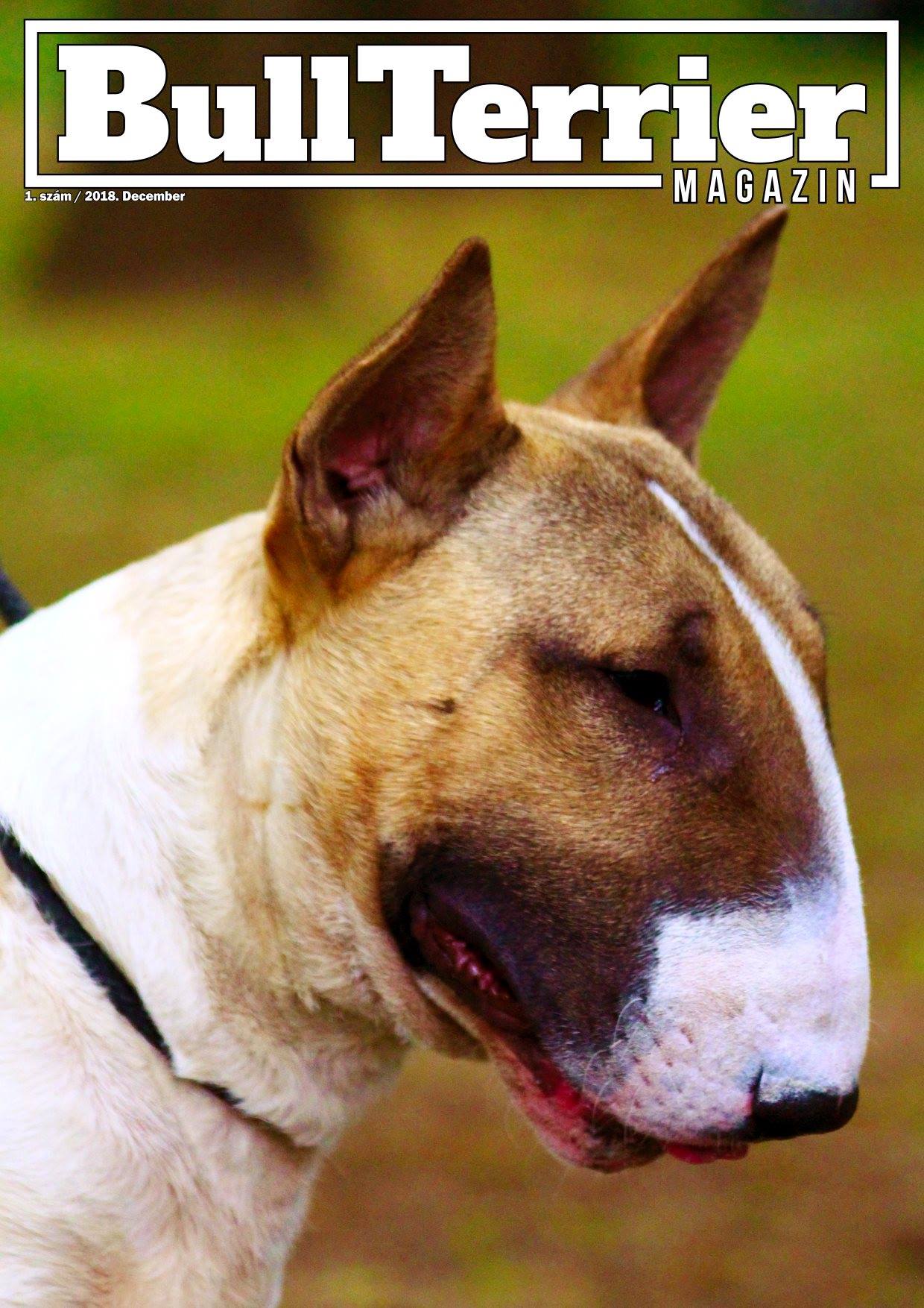 Bull Terrier Magazin